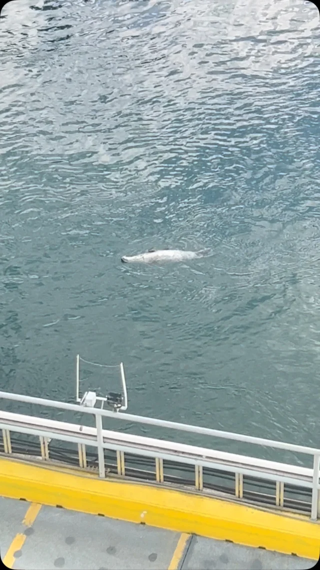 帰りのフェリー待ってる時⛴️⛴️

最初に発見した子は動画には撮れず😭

フェリーに乗ってから…
挨拶できた白い可愛い子です🦭🦭🦭

ここまでリラックスしてる子は
あまり近くでは見れないのでラッキーでしたね🤩

「イカ」に思いっきりツッコンでしまった🤣🤣🤣

#アシカいたやん
#めっちゃラッキー
#ついツッコンでしまった
#カナダ
#カナダ生活 
#留学に行こう
#留学行きたい
#ホストファミリー
#カナダ留学 
#バンクーバー語学学校
#語学留学
#高校留学
#カナダ高校留学 
#カナダ高校卒業留学
#カナダで高校卒業
#学生がオフィスにいるよ
#カナダカレッジ留学
#カナダ野球留学 
#カナダで野球
#スポーツ留学 
#カナダ研修プログラム
#通信制高校 
#ホームステイ生活 
#留学サポートエージェント 
#カナダ現地留学エージェント 
#カナダ現地サポート 
#カナダ留学サポート
#spacecanadainternationalstudies